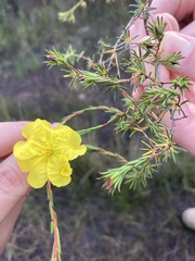 Hibbertia cistiflora