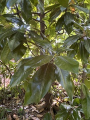 Magnolia grandiflora