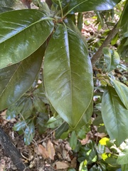 Magnolia grandiflora