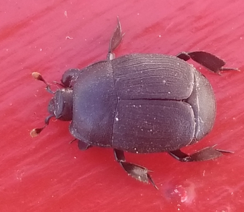 Psiloscelis planipes