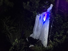 Alucita objurgatella