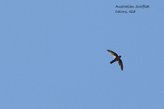 Aerodramus terraereginae
