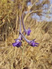 Delphinium peregrinum