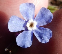 Hackelia velutina