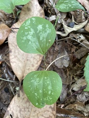 Smilax