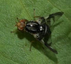 Rhagoletis pomonella