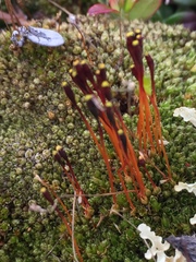 Tetraplodon mnioides