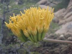 Agave chrysantha