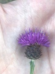 Centaurea debeauxii