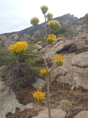 Agave chrysantha