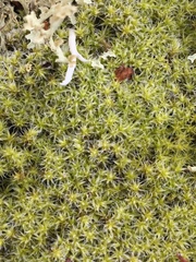 Racomitrium ericoides