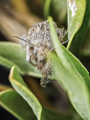 Calliteara fortunata