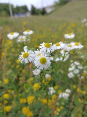 Erigeron annuus