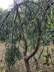 Euphorbia tirucalli