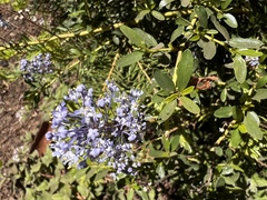 Ceanothus parvifolius