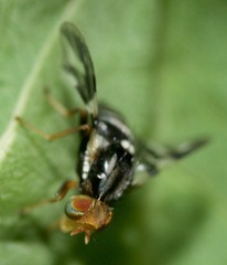 Rhagoletis pomonella