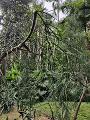 Euphorbia tirucalli