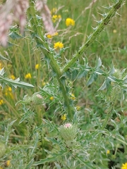 Carduus acanthoides