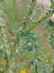 Carduus acanthoides