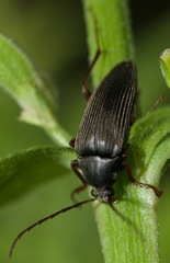 Capnochroa fuliginosa