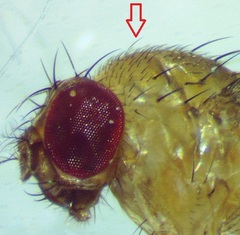Drosophila neotestacea