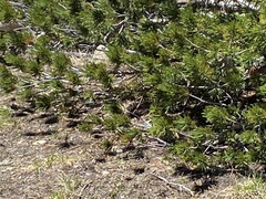 Callospermophilus lateralis