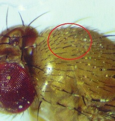 Drosophila neotestacea