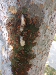 Pectobacterium carotovorum