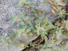 Parietaria
