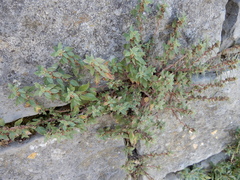 Parietaria