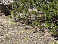 Callospermophilus lateralis