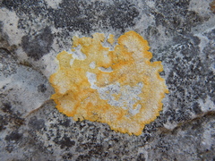 Variospora aurantia