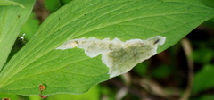 Parallelomma paridis