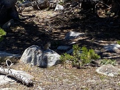 Callospermophilus lateralis