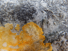 Variospora aurantia