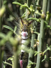 Calliteara fortunata