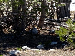 Callospermophilus lateralis