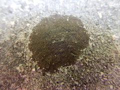 Lecanoromycetes