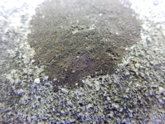 Lecanoromycetes