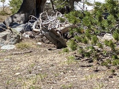 Callospermophilus lateralis