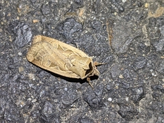 Parabagrotis formalis