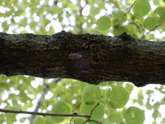 Cicadidae