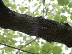 Cicadidae