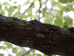 Cicadidae