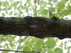 Cicadidae