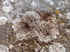 Kuettlingeria teicholyta