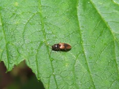 Horistonotus curiatus