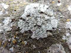 Kuettlingeria teicholyta