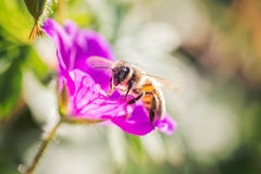 Apis mellifera