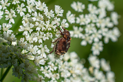 Valgus canaliculatus